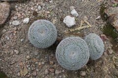 Mammillaria perbella