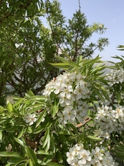 Pyrus syriaca