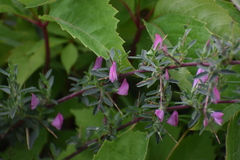 Ononis spinosa spinosa