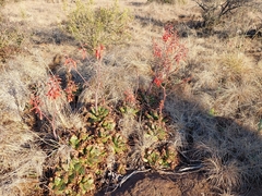 Aloe grandidentata