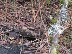 Antrostomus arizonae