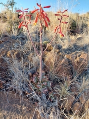 Aloe grandidentata