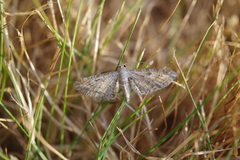 Eupithecia simpliciata