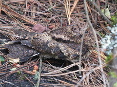 Antrostomus arizonae