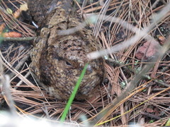 Antrostomus arizonae