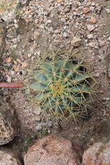 Ferocactus glaucescens