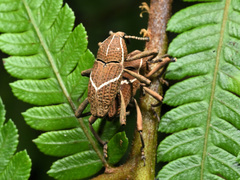 Cryptoderma formosense