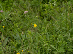 Ranunculus tanguticus