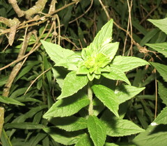 Asphondylia rosulata