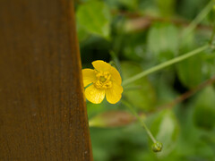 Ranunculus tanguticus