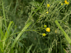 Ranunculus tanguticus
