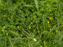 Ranunculus tanguticus