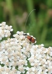 Nemophora fasciella