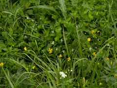 Ranunculus tanguticus