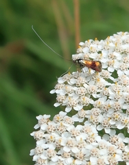 Nemophora fasciella