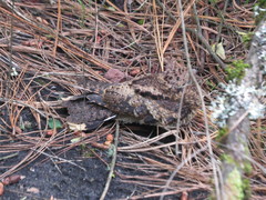 Antrostomus arizonae