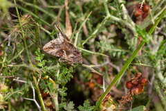 Cornutiplusia circumflexa