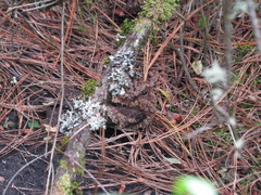 Antrostomus arizonae