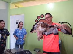 Buteo jamaicensis fuertesi