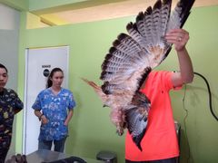 Buteo jamaicensis fuertesi