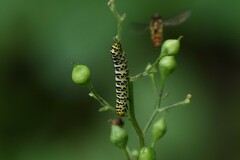Cucullia scrophulariae