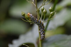 Cucullia scrophulariae