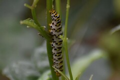 Cucullia scrophulariae