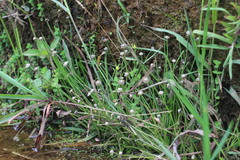 Eriocaulon truncatum