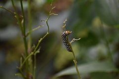 Cucullia scrophulariae