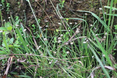 Eriocaulon truncatum