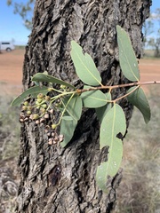 Eucalyptus melanophloia