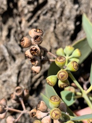 Eucalyptus melanophloia