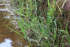 Eriocaulon truncatum