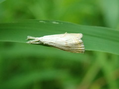 Haimbachia placidellus