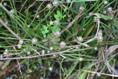 Eriocaulon truncatum