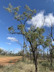 Eucalyptus melanophloia