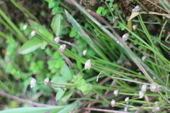Eriocaulon truncatum