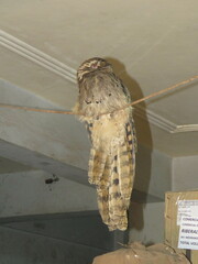 Nyctibius aethereus