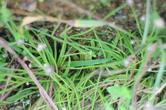 Eriocaulon truncatum
