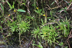 Eriocaulon truncatum