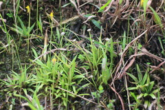 Eriocaulon truncatum