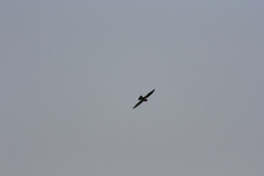 Streptoprocne semicollaris