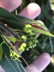 Eucalyptus paniculata