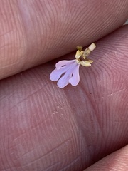 Stylidium pachyrrhizum