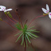 Stylidium repens - Photo (c) Russell Cumming, μερικά δικαιώματα διατηρούνται (CC BY-NC), uploaded by Russell Cumming