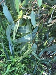Eucalyptus paniculata
