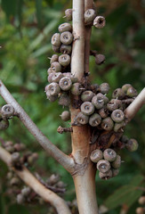 Eucalyptus petrensis