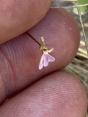 Stylidium pachyrrhizum