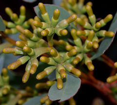 Eucalyptus utilis