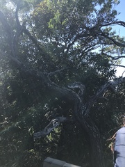 Eucalyptus paniculata